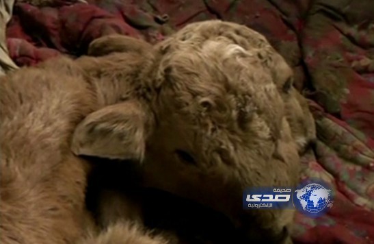 بالفيديو ..ولادة عجل برأسين في الصين