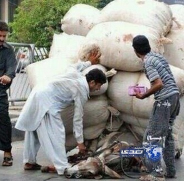 حينما يصبح الإنسان مادياً ،، حتى البهائم لاتسلم من ظلمه