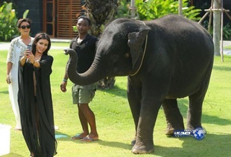 فيل يهاجم كيم كردشيان بعد التقاط صورة مشتركة