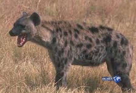 بسبب نصيحة “مشعوذ”.. ضبع يلتهم جزءاً حساساً من جسد شاب