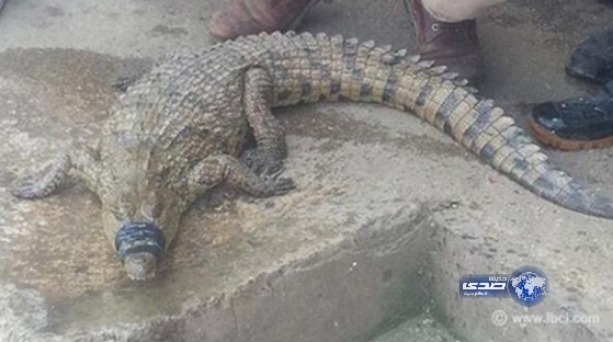 صياد لبناني يخرج تمساحا مترا و37 سنتيمترا من نهر بيروت