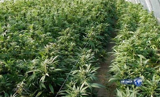 ضبط كويتي يزرع الماريغوانا فوق سطح منزله
