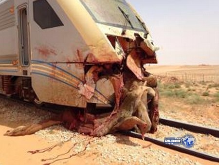 اصطدام مفاجئ يُهشّم واجهة قطار ركاب ويُحوّل جملاً إلى أشلاء قبيل الرياض