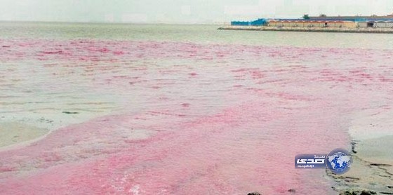 «الأرصاد»: البقعة الوردية لم تضر البيئة البحرية