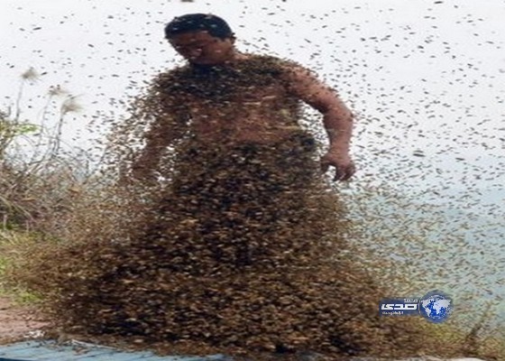 غطى جسده العاري بالنحل ترويجا لعسله!