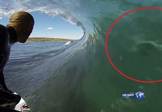 بالفيديو.. قرش يتحدى بطلاً عالمياً في ركوب الأمواج