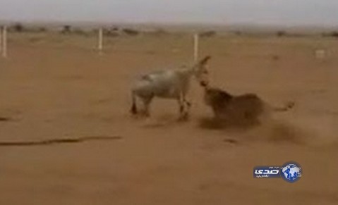 بالفيديو.. شبان يطلقون اسداً على حمار ليفترسه حياً في البر