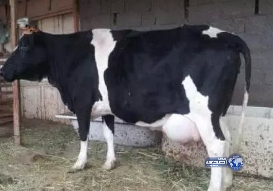 وفاة سيدة بعد أن ركلتها بقرة على وجهها