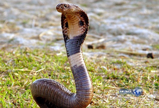 أفاعٍى ضخمة تهاجم مجمع مدارس في صعيد مصر