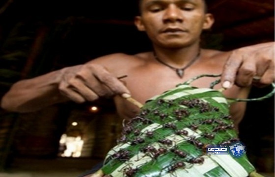 النمل السام.. أحدث طريقة لمعاقبة اللصوص