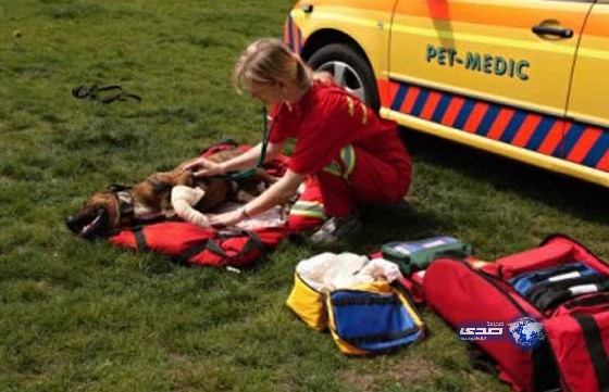 حيوانات أليفة تطلب سيارة إسعاف