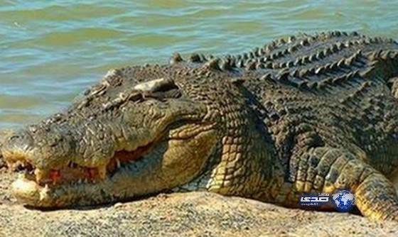 رجل يتحول إلى تمساح ليلا!