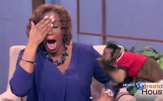 بالفيديو.. قرد يصفع مذيعة على الهواء