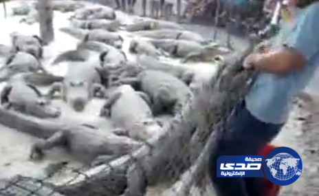 بالفيديو.. تمساح يعضّ يد مدربه وسط صيحات الجمهور