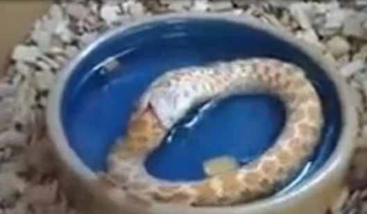 بالفيديو.. ثعبان جائع يبتلع ذيله بالخطأ معتقداً انه وجبة عشاء!