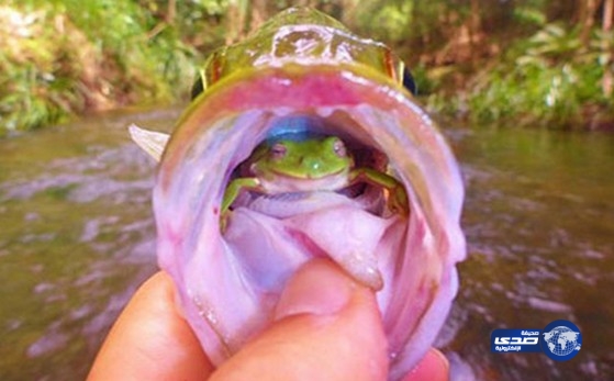 بالصور..أسترالي يصطاد سمكة فيجد في حلقها ضفدعة تنظرة!