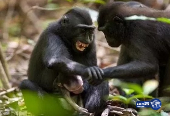 بالصور ..لحظات مؤثرة لقردة تحتضن مولودها الميت أياماً في حزن