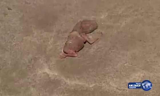 بالفيديو: لبنانية تجهض وترمي جنينها على شاطئ البحر