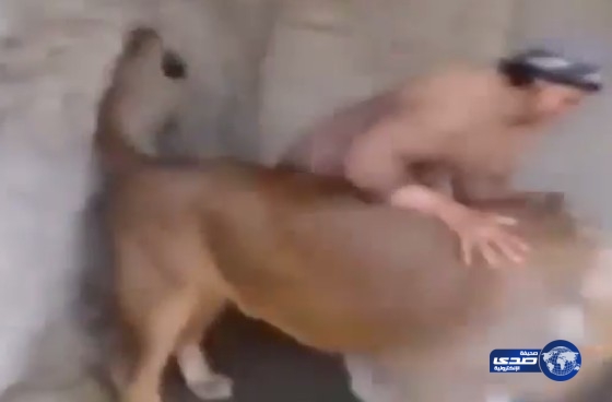 بالفيديو: شاب يمني “يصارع” أسداً ضخماً وينتصر
