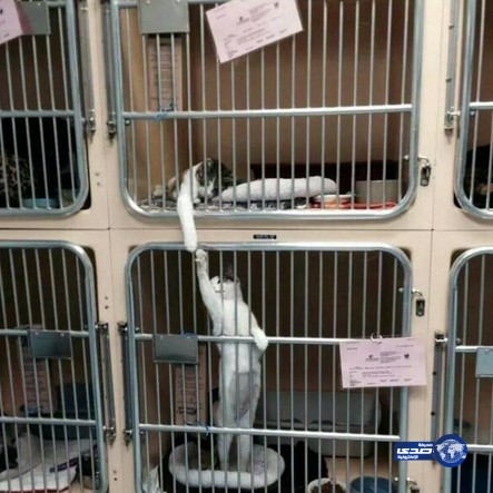 اهم شئ مستانسين !!!