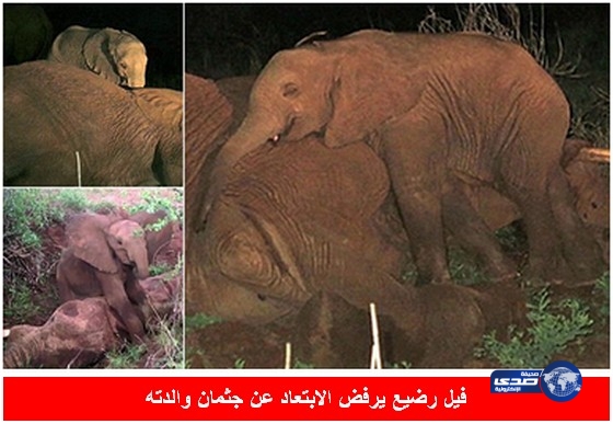 بالفيديو.. فيل رضيع يرفض الابتعاد عن جثمان والدته