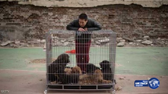 الصين تعاقب بائعي لحوم الكلاب بمسامير مسمومة