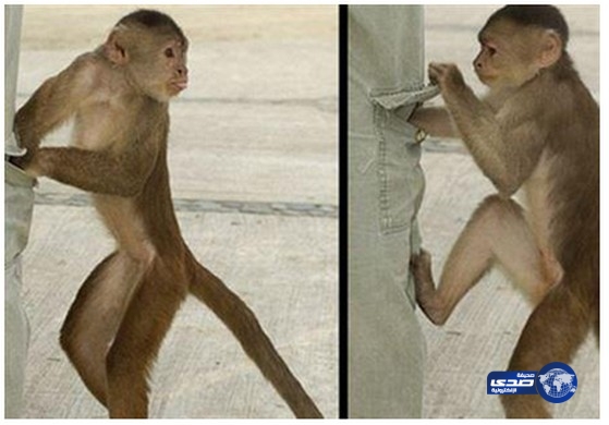 قرد ماكر يحترف “نشل” السياح