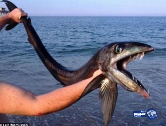 سمكة نادرة تثير الرعب على أحد الشواطئ