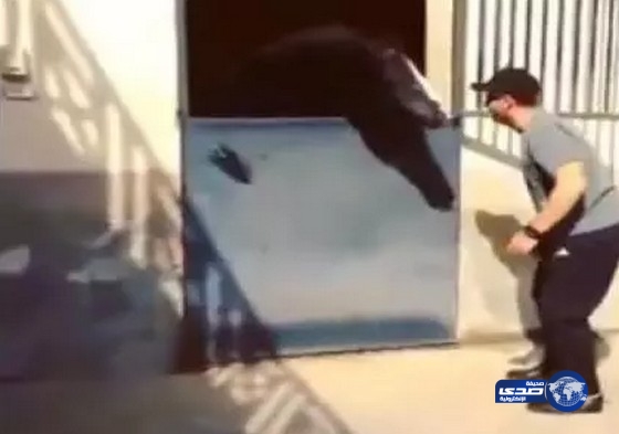 بالفيديو: الفنان أحمد السقا يرقص مع حصانه