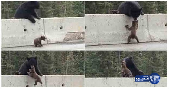 بالفيديو..أنثى دب تتحول إلى نجمة على اليوتيوب