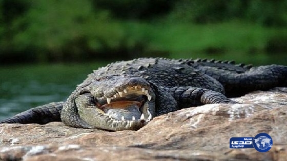 فتاة سمينة تقع على تمساح وتصيبه بجروح خطرة!