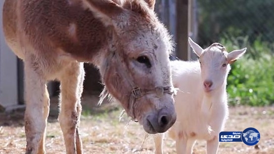 بالفيديو: 2 مليون مشاهد لعلاقة (نادرة) بين جدي وأتان