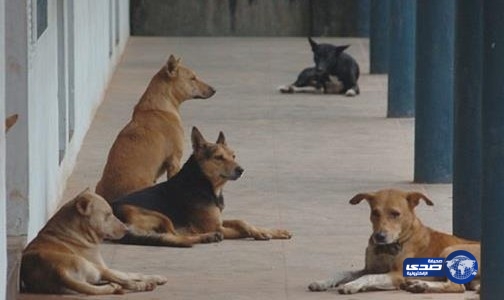 كويتية تخصص 3 آلاف دينار لمن يرشد على كلب ابنها اعتبرته “نادراً”