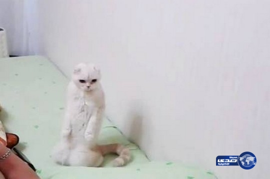 فيديو : قطة تقف فور سماعها النشيد الوطني الروسي