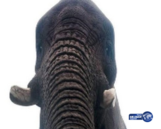 فيل يلتقط صورة “سيلفي” لنفسه