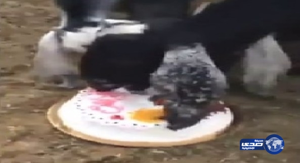 سعودي يقدم كيك نجاح أطفاله للماعز بعد تفاجُئه برسوبهم (فيديو)