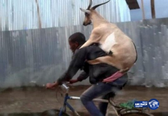 بالفيديو: تيس يحظى بنزهة على ظهر صاحبه بدراجة