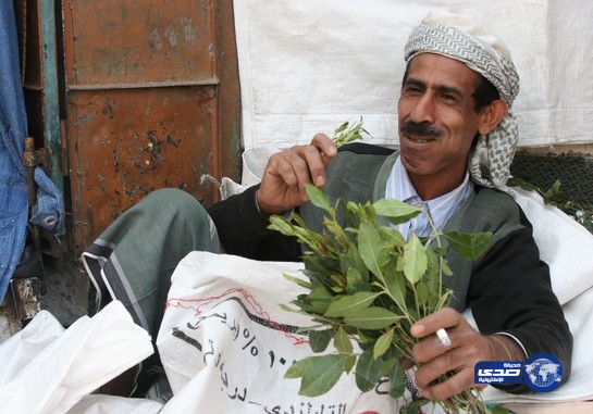 الاسرائيليون يتهافتون على القات اليمني لمنافعه الجنسية للرجل والمراة