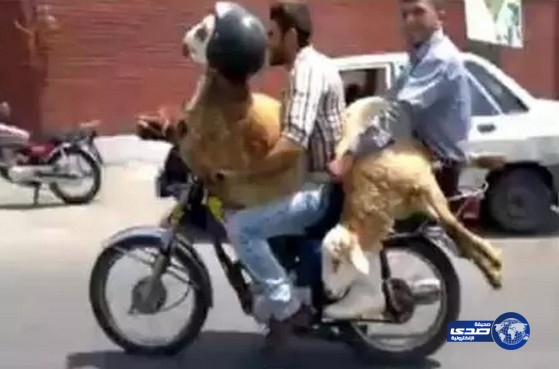 بالفيديو: خروف يقود دراجة نارية