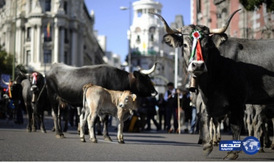 بقرة ترسل ثمانية أشخاص إلى المستشفى!