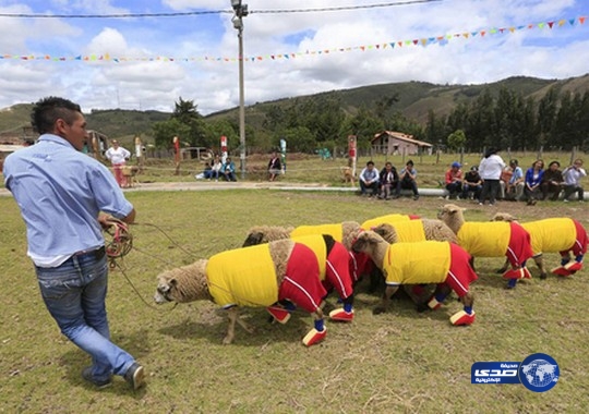 كأس العالم للخرفان بين كولومبيا والبرازيل