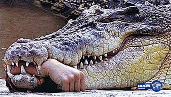 الشرطة تقتل تمساحاً قبل أن يكمل هضم رجل ابتلعه