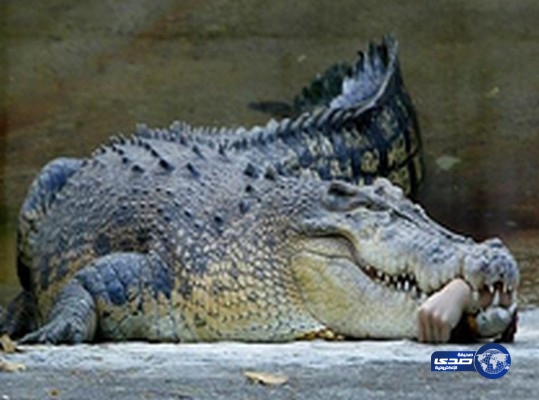 العثور على ما تبقى من سائح في معدة تمساح