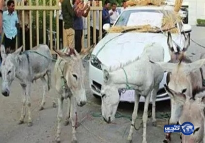 رجل أعمال يلجأ للحمير لتشغيل سيارته الجاكوار