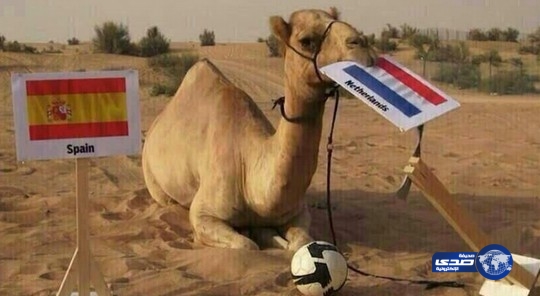 البعير “شعيل” توقع فوز هولندا على اسبانيا!!