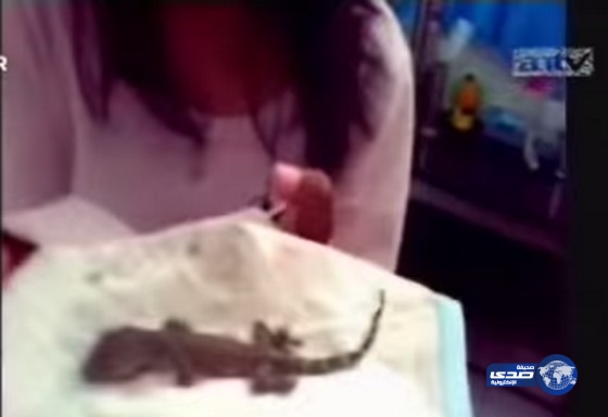 بالفيديو.. إندونيسية تنجب سحلية والسلطات تحقق بالواقعة