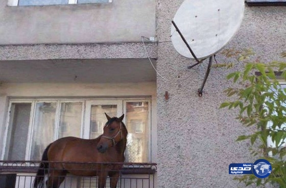 رجل يحتفظ بحصان في البلكونة خوفًا من اللصوص