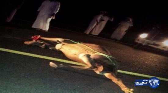 جمل سائب بين تربة والطائف يدخل شابين المستشفى