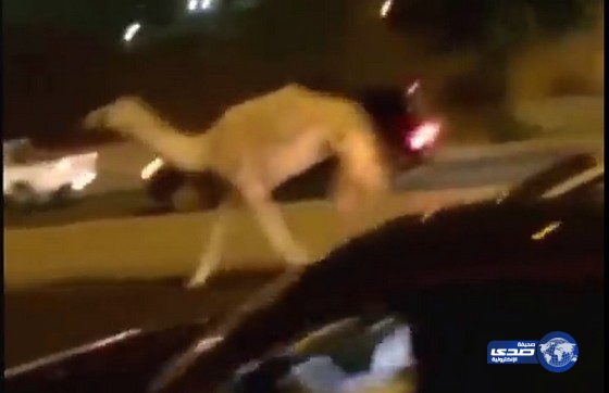 بالفيديو.. جمل سائب يربك حركة المرور على الطريق الدائري بمكة المكرمة
