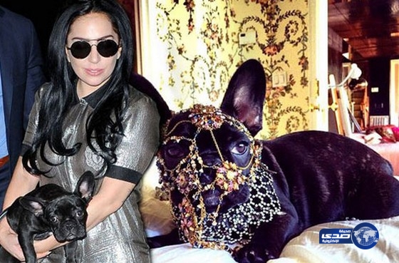 كلبة “ليدي غاغا” ترتدي مجوهرات ثمينة
